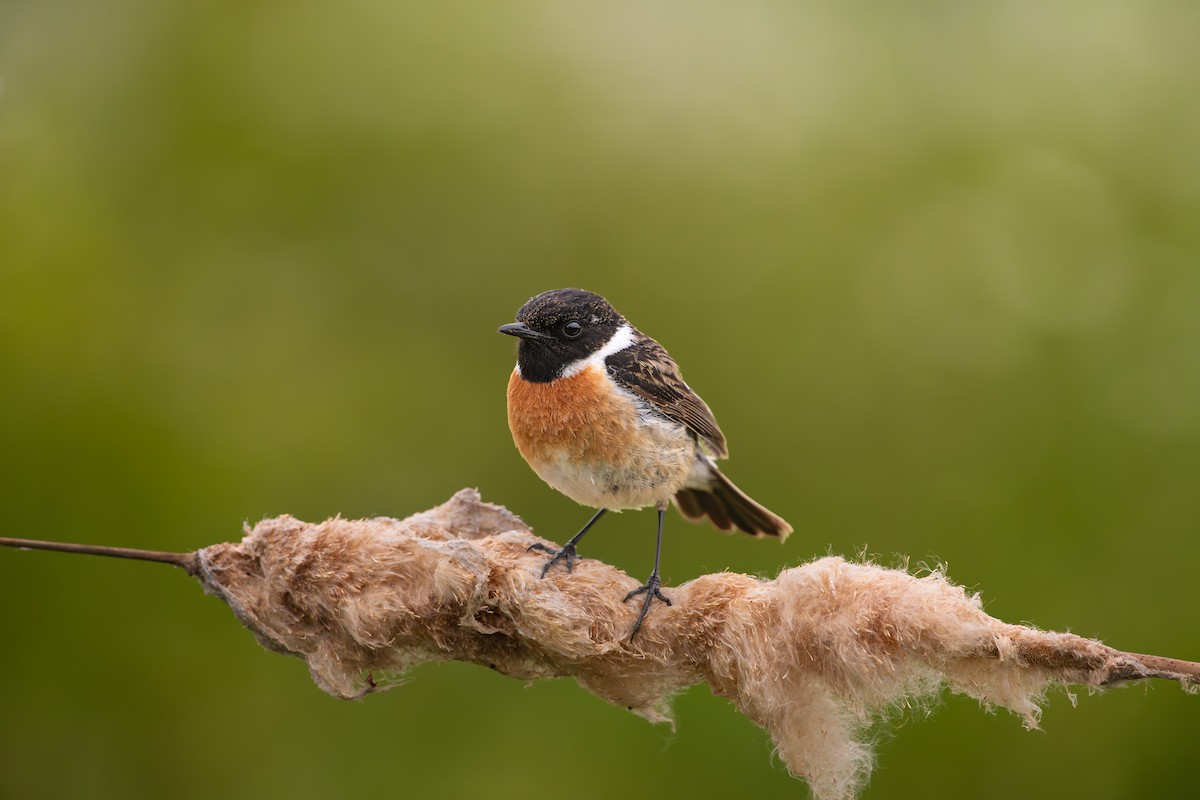 European Stonechat - ML636217039