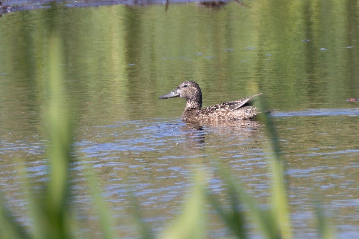 Blue-winged Teal x Northern Shoveler (hybrid) - ML636217118