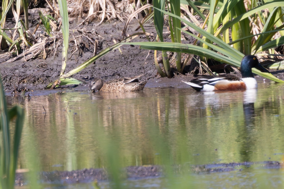 Blue-winged Teal x Northern Shoveler (hybrid) - ML636217121