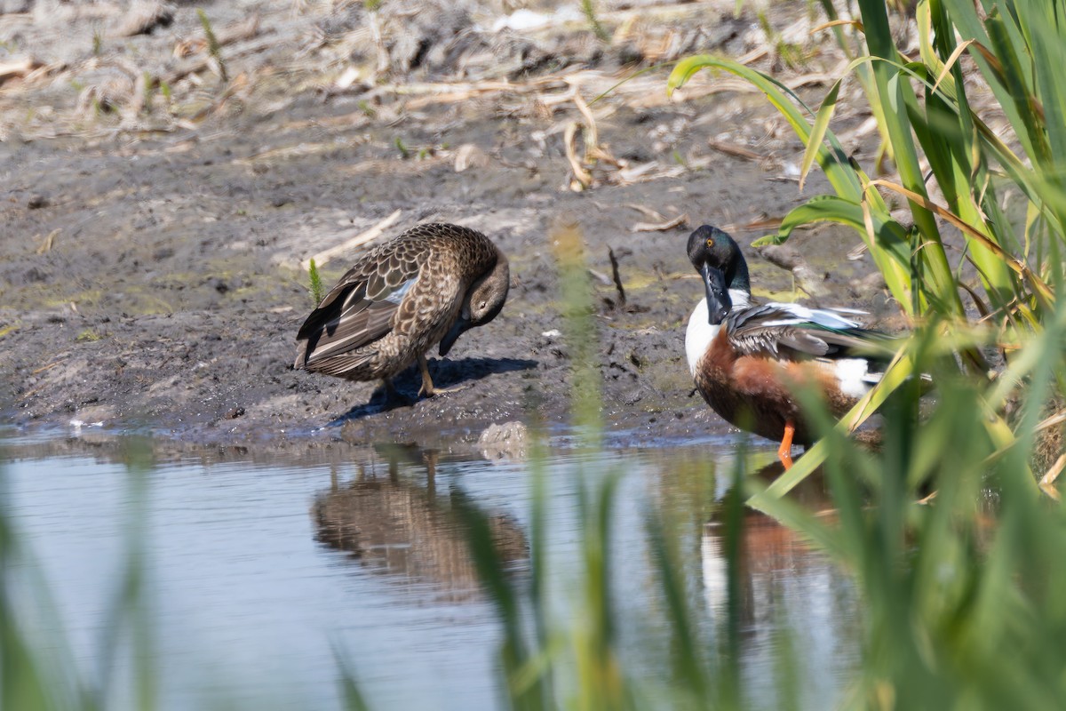 Blue-winged Teal x Northern Shoveler (hybrid) - ML636217124