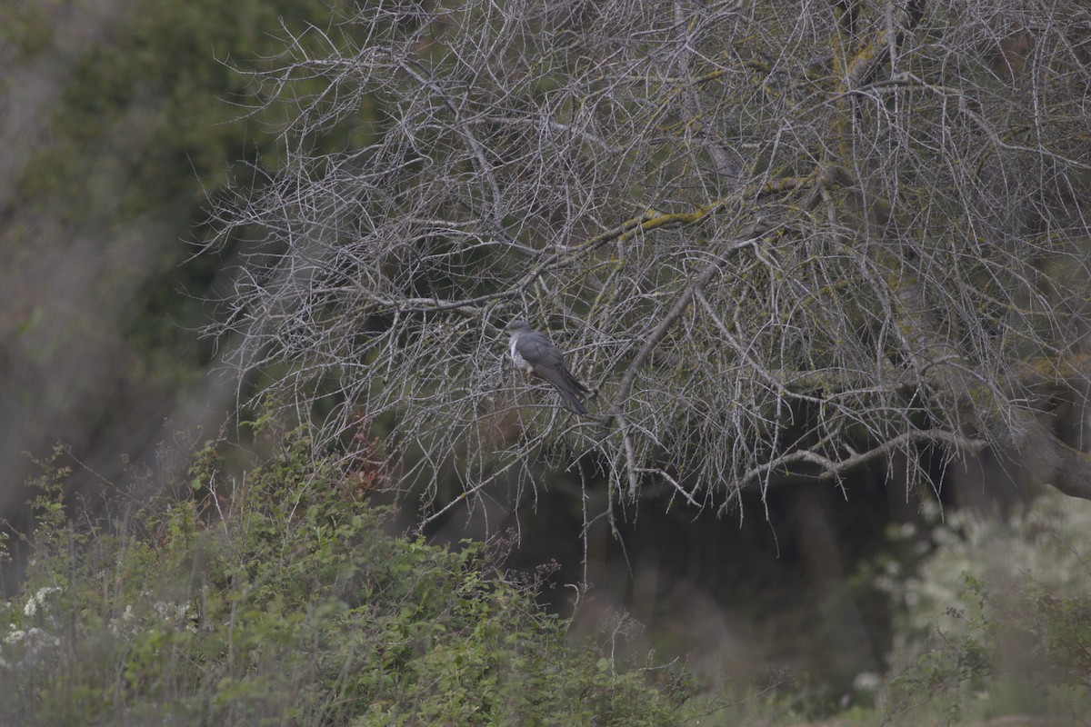 gjøk - ML636217170