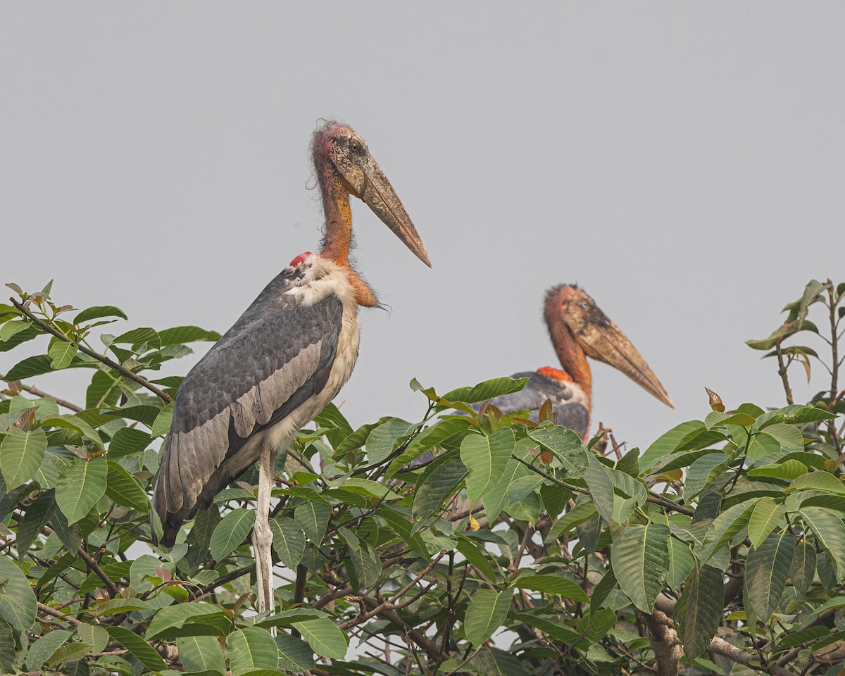 Greater Adjutant - ML636217175