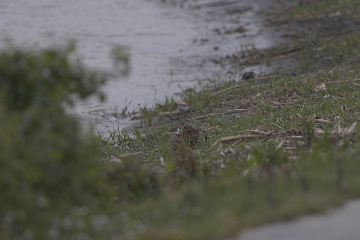 strandsnipe - ML636217192