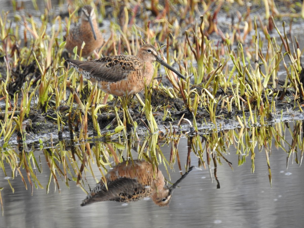 Long-billed Dowitcher - ML636217232