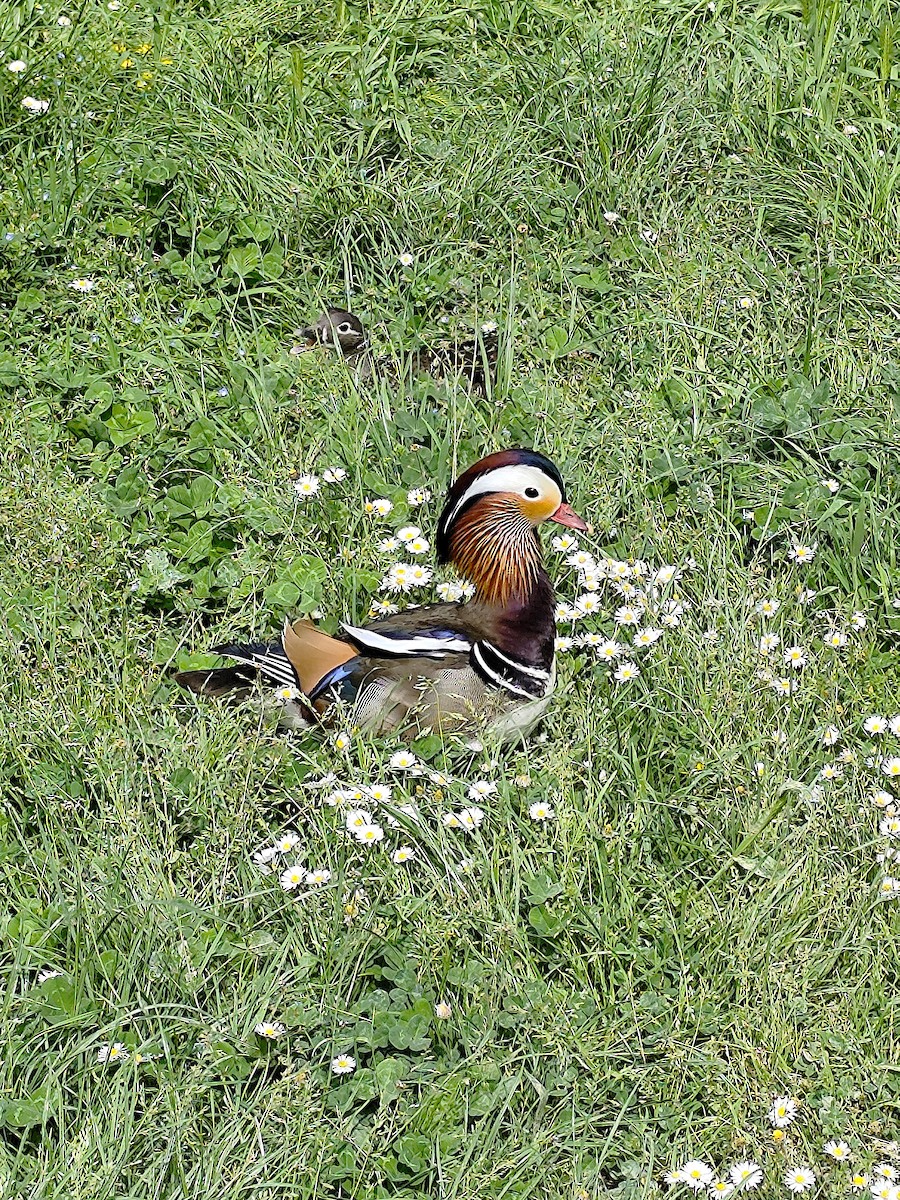Mandarin Duck - ML636217248