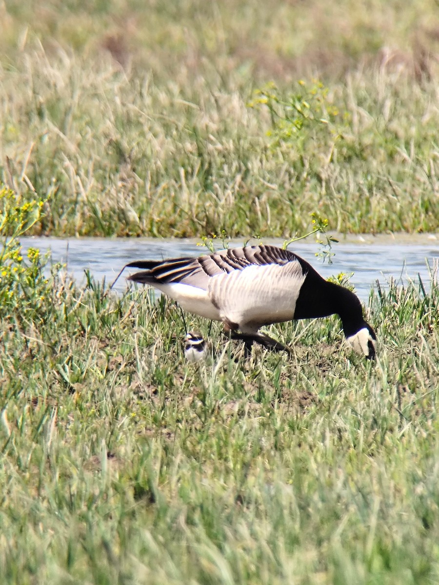 Barnacle Goose - ML636217256