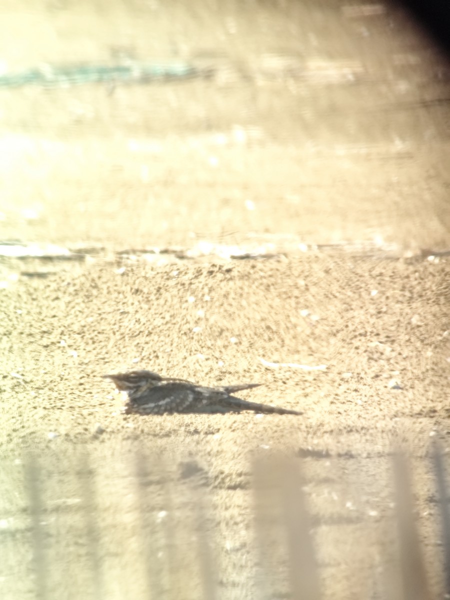 Red-necked Nightjar - ML636217314