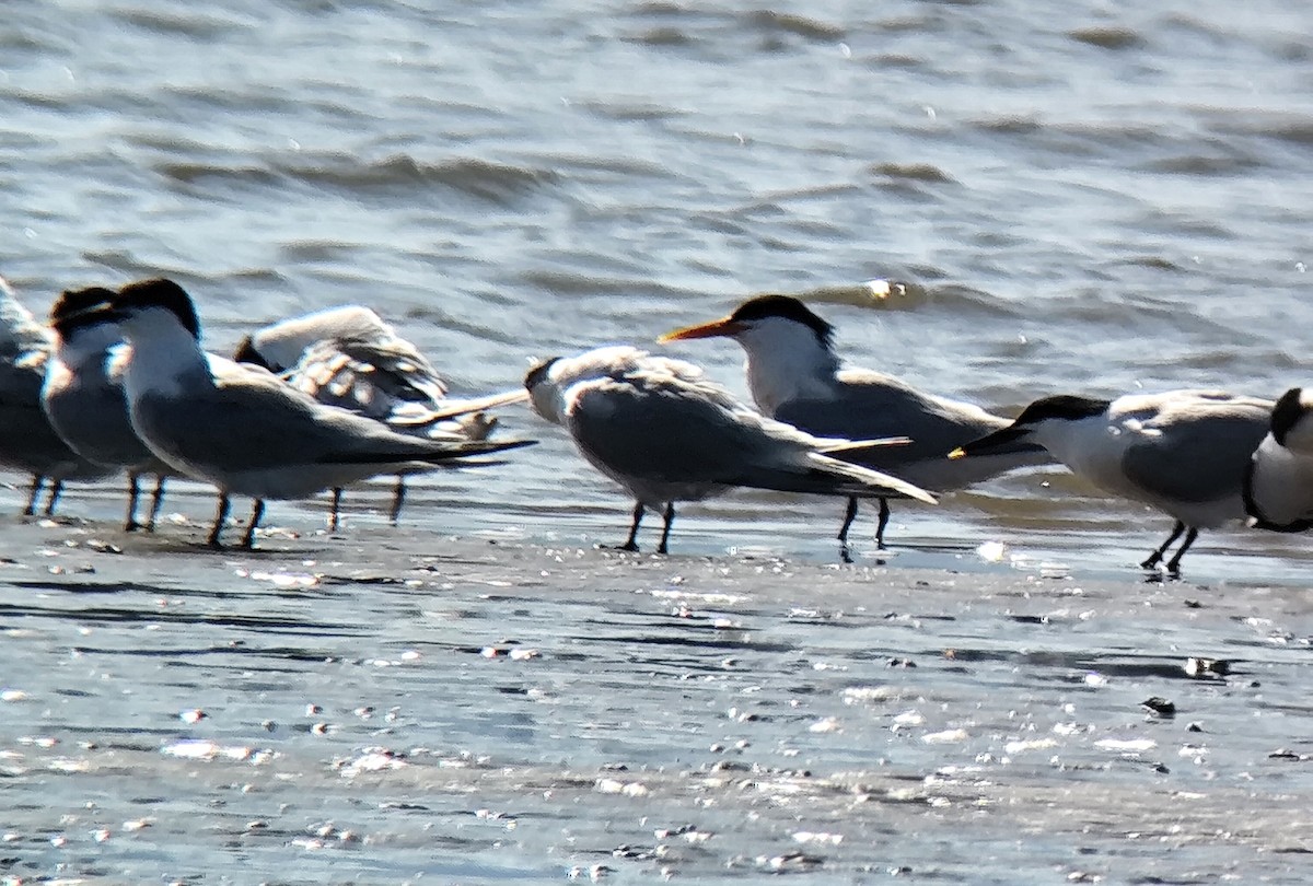 Elegant Tern - ML636217334