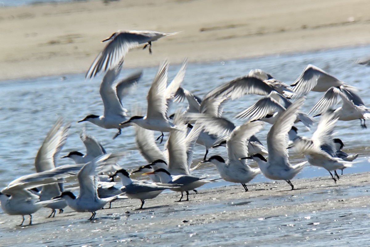 Elegant Tern - ML636217335