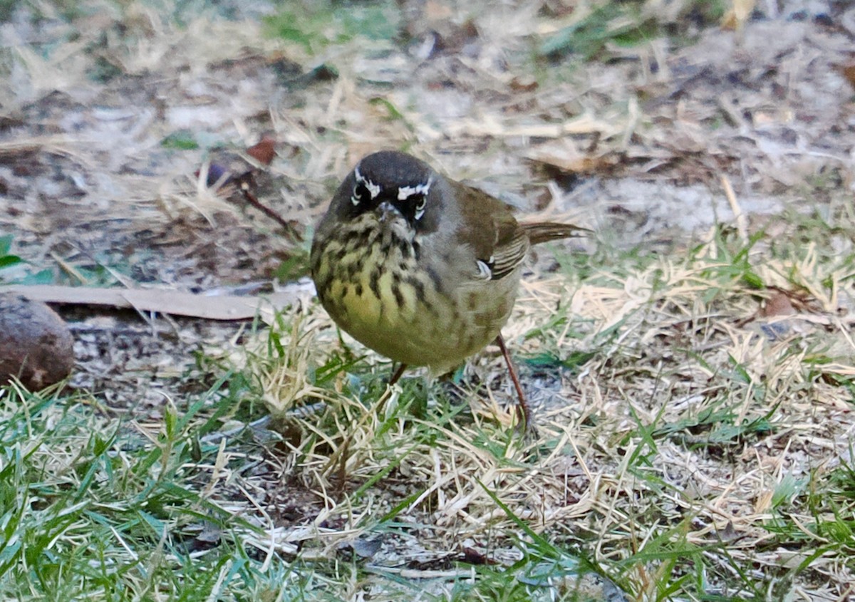 Spotted Scrubwren - ML636217371