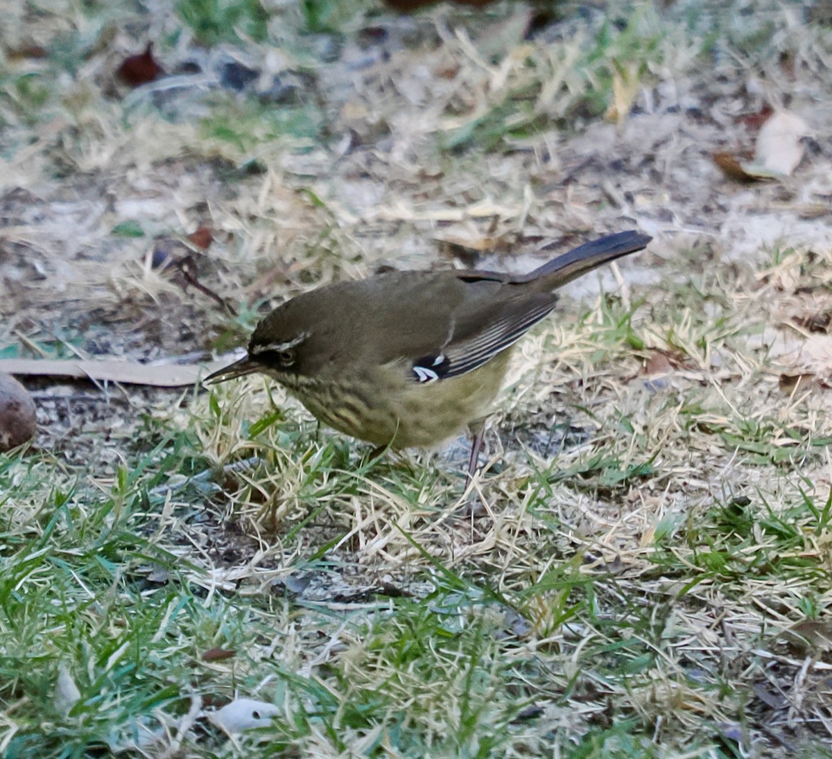 Spotted Scrubwren - ML636217372