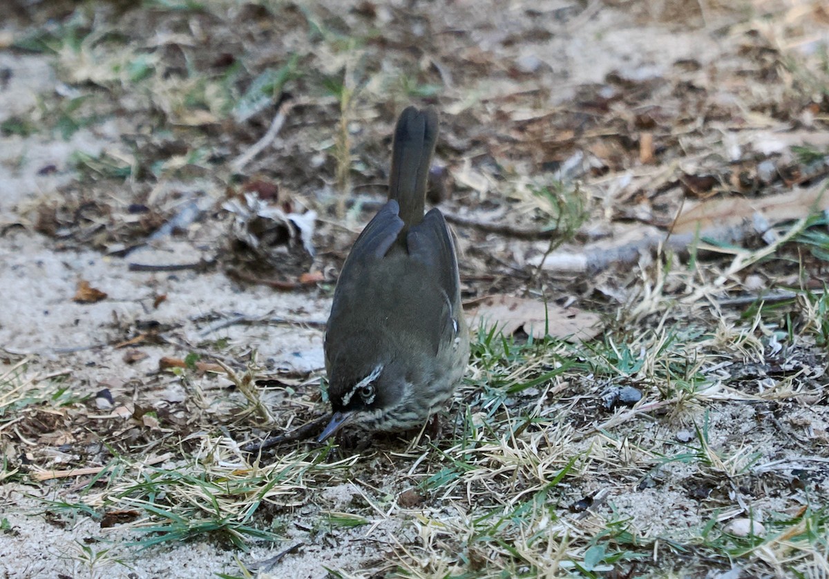 Spotted Scrubwren - ML636217373
