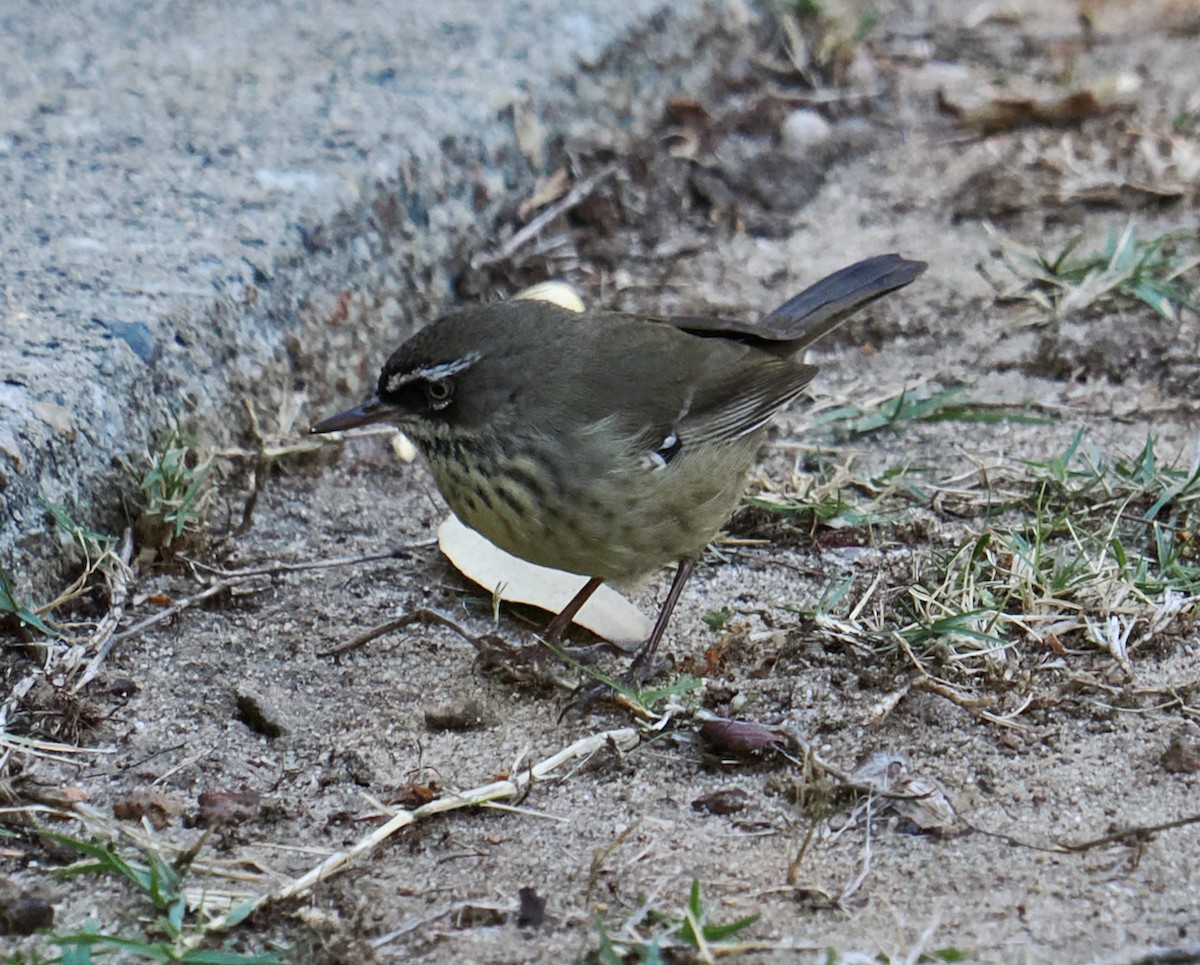Spotted Scrubwren - ML636217374