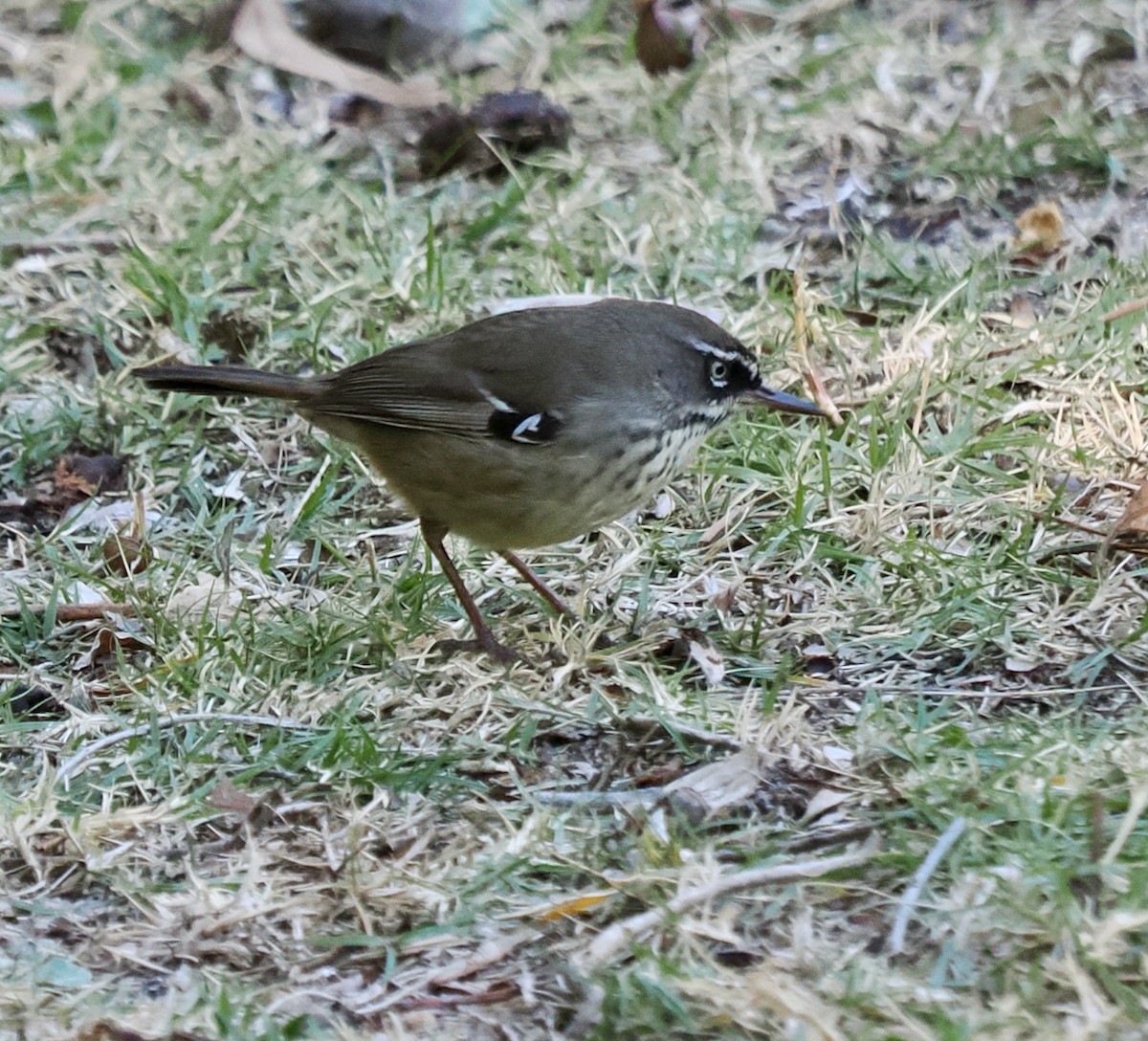 Spotted Scrubwren - ML636217375