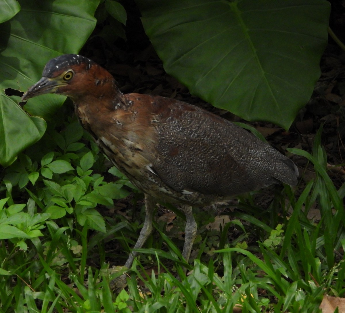 Malayan Night Heron - ML636217394