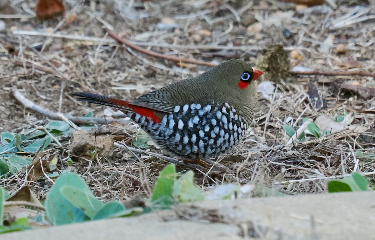 Red-eared Firetail - ML636217425