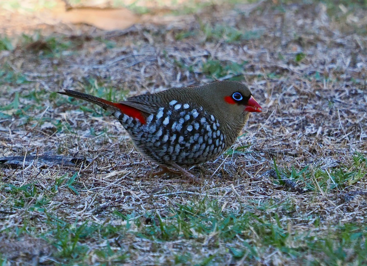 Red-eared Firetail - ML636217426