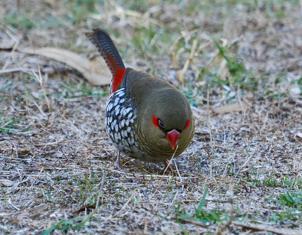 Red-eared Firetail - ML636217427