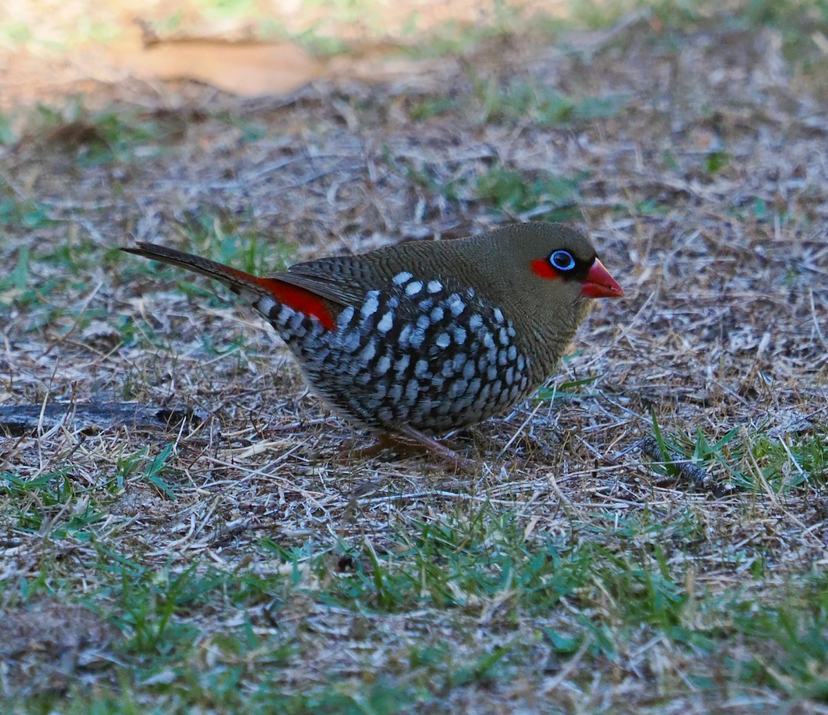 Red-eared Firetail - ML636217428