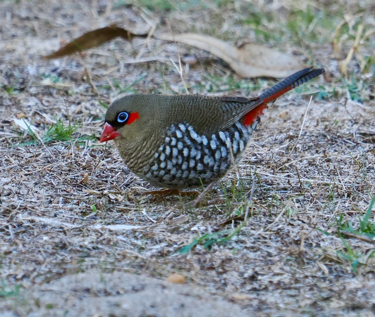 Red-eared Firetail - ML636217429