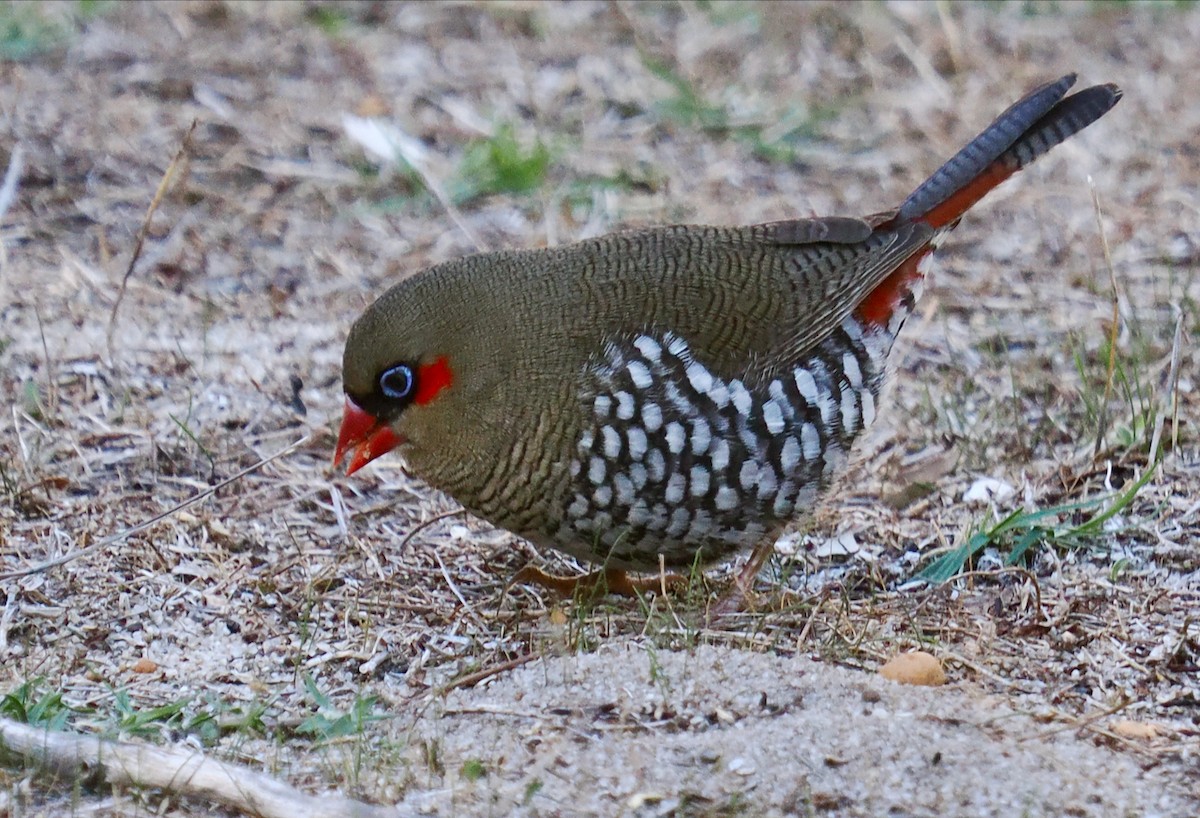 Red-eared Firetail - ML636217430