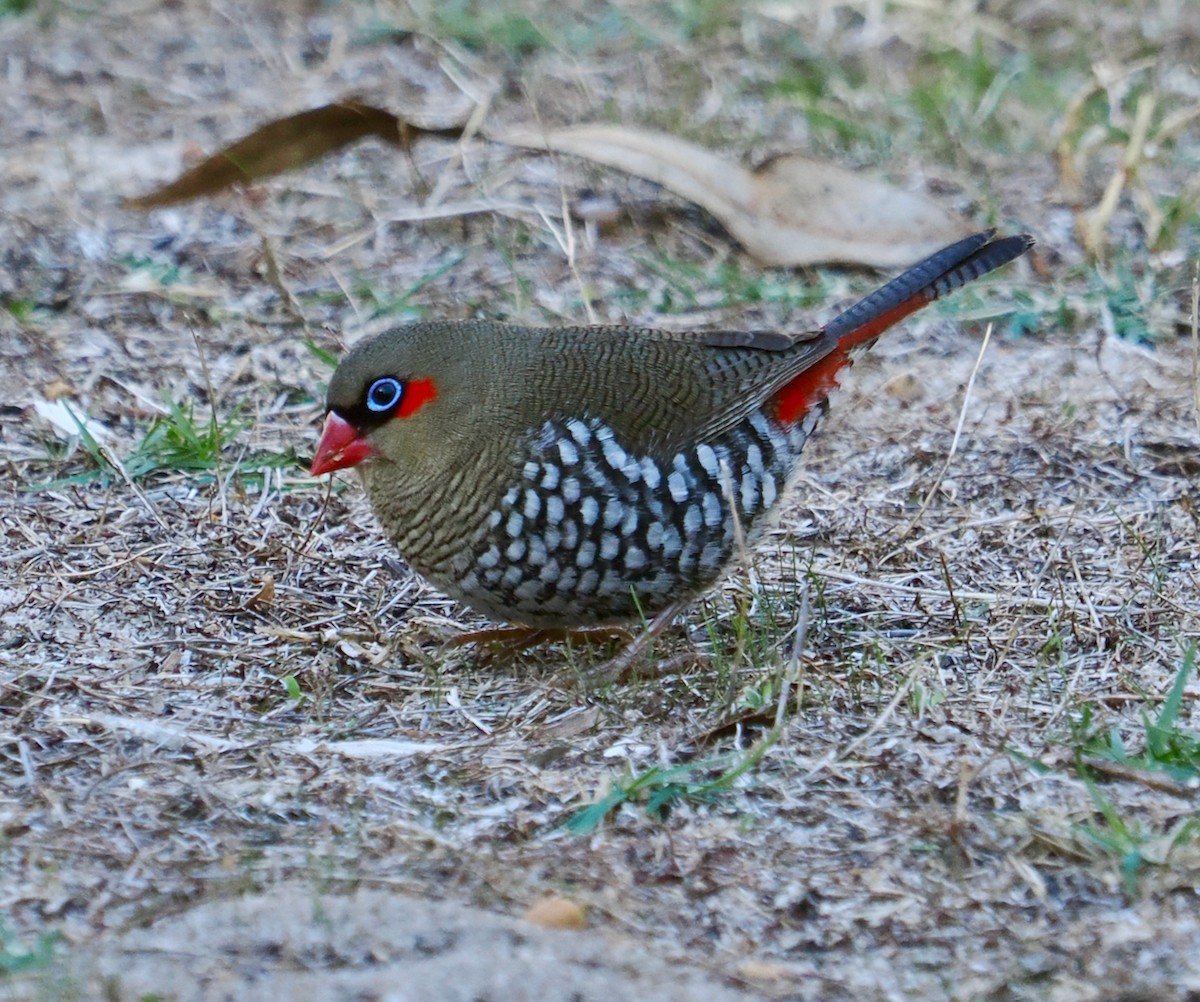 Red-eared Firetail - ML636217431