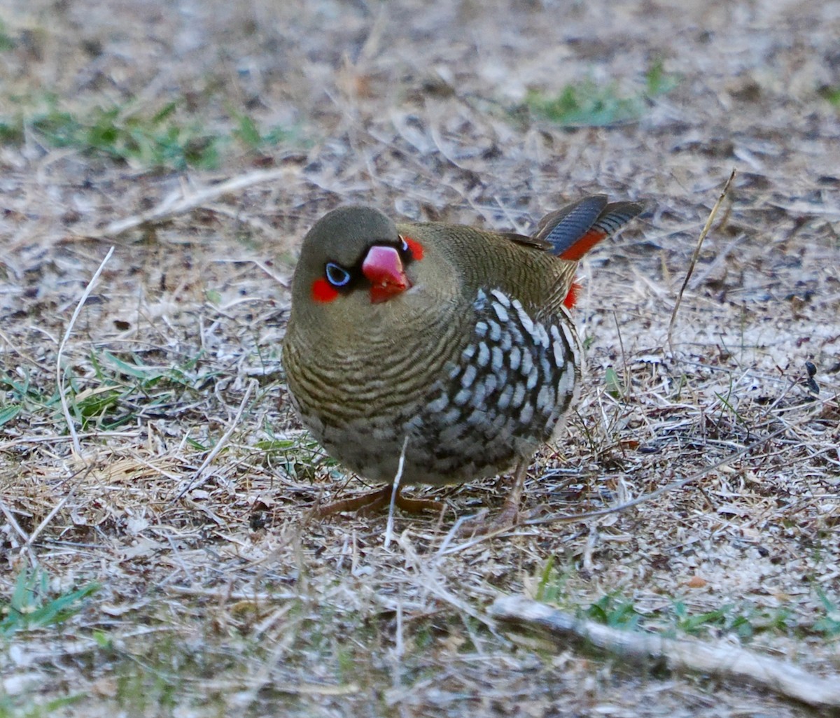 Red-eared Firetail - ML636217432