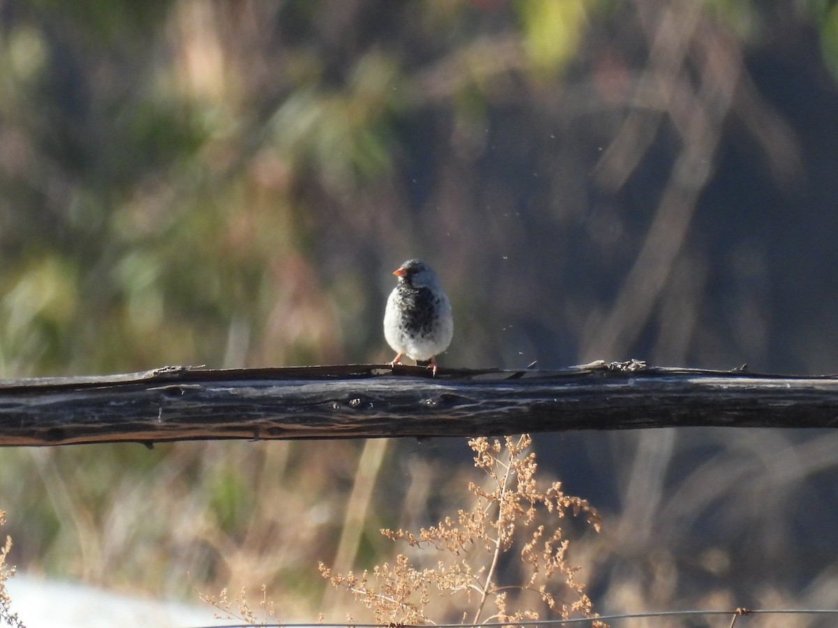 Incaspize petit-deuil - ML636217452