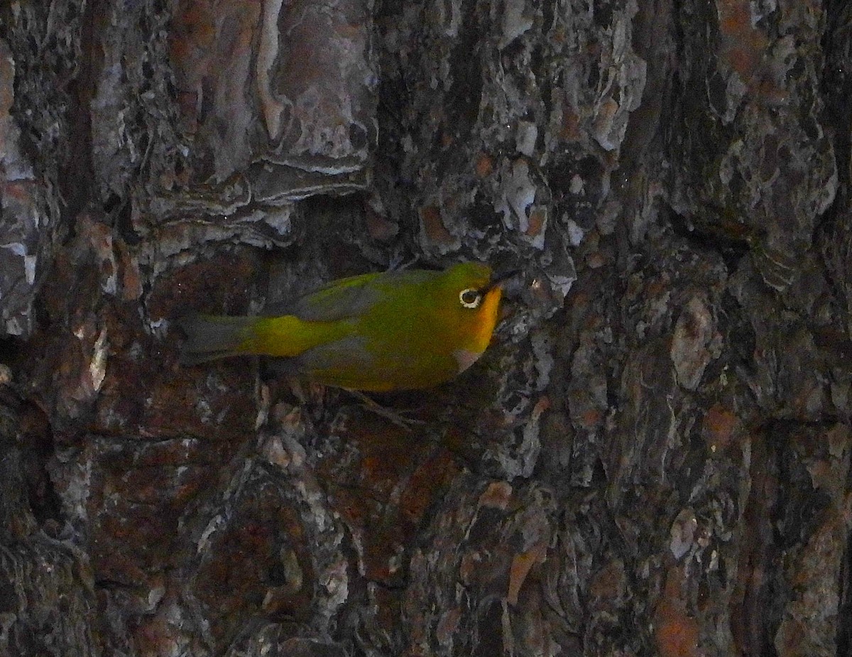 Swinhoe's White-eye - ML636217501