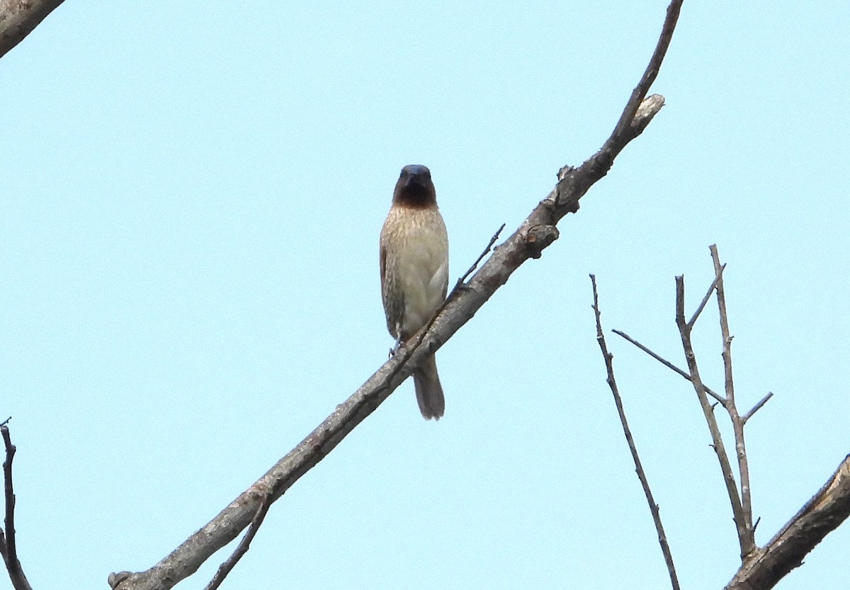 Scaly-breasted Munia - ML636217516