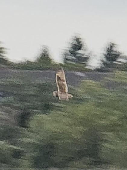 Short-eared Owl (Northern) - ML636217533