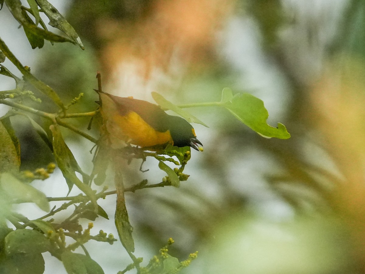 Eufonia Culiblanca - ML636217575