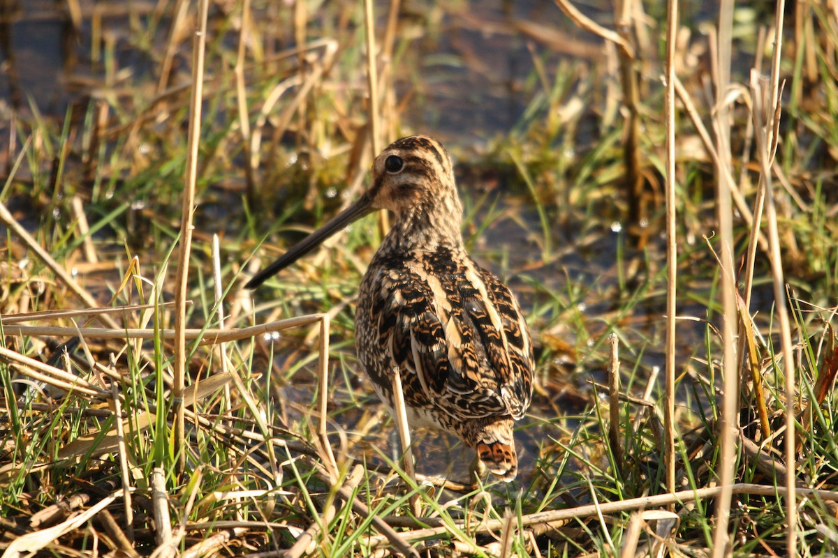 Common Snipe - ML636217664