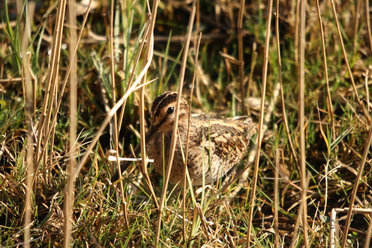 Common Snipe - ML636217665