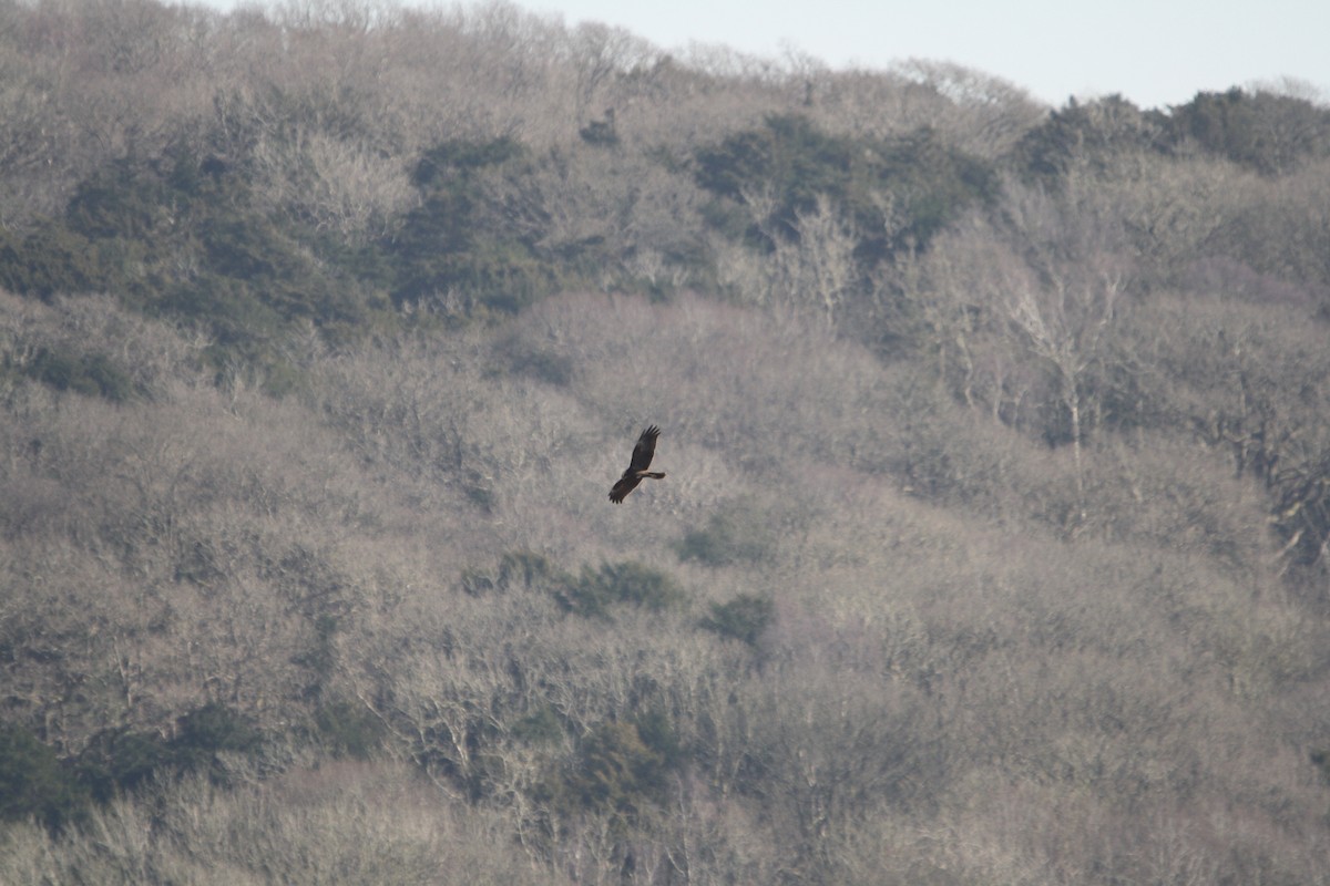 Western Marsh Harrier - ML636217680