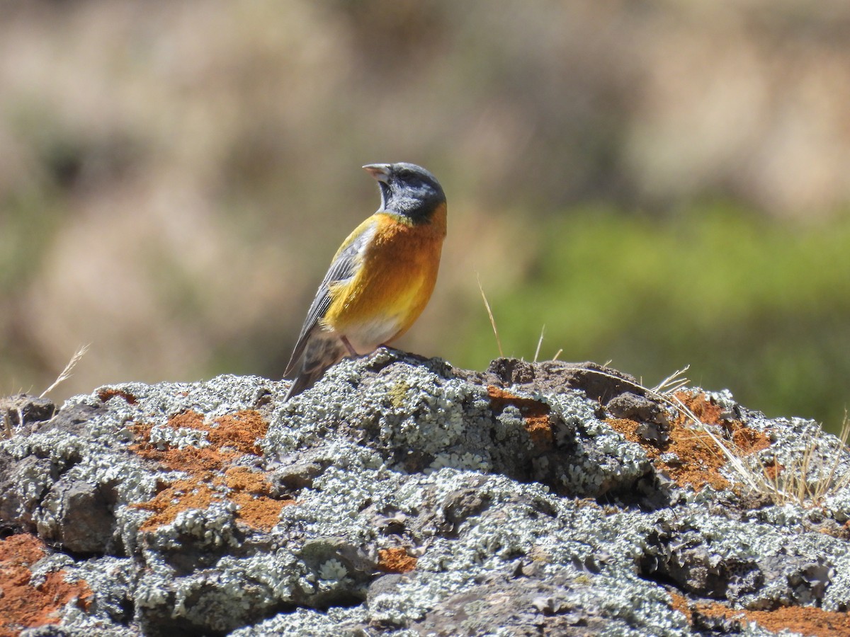 Phrygile du Pérou - ML636217682