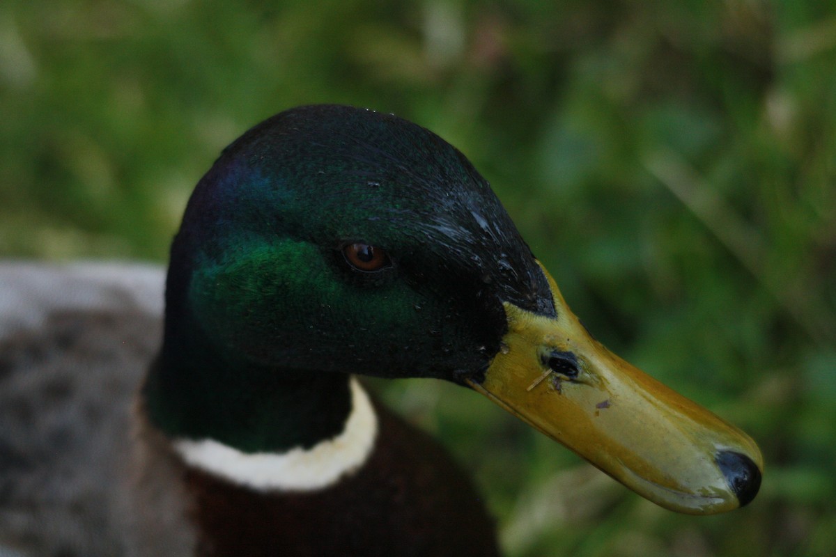 Mallard - ML636217683