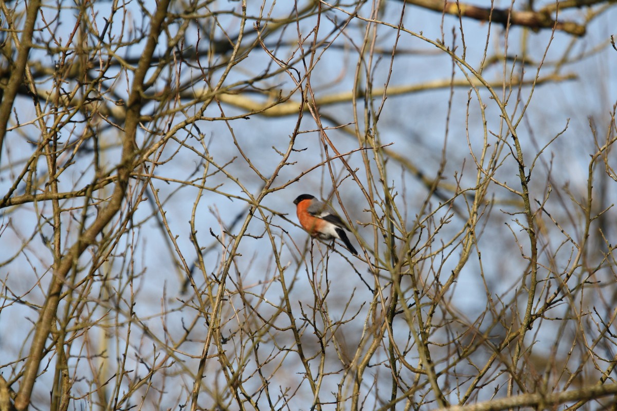 Eurasian Bullfinch - ML636217688