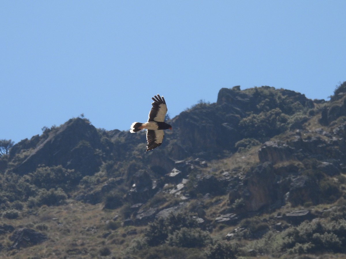 Caracara montagnard - ML636217689