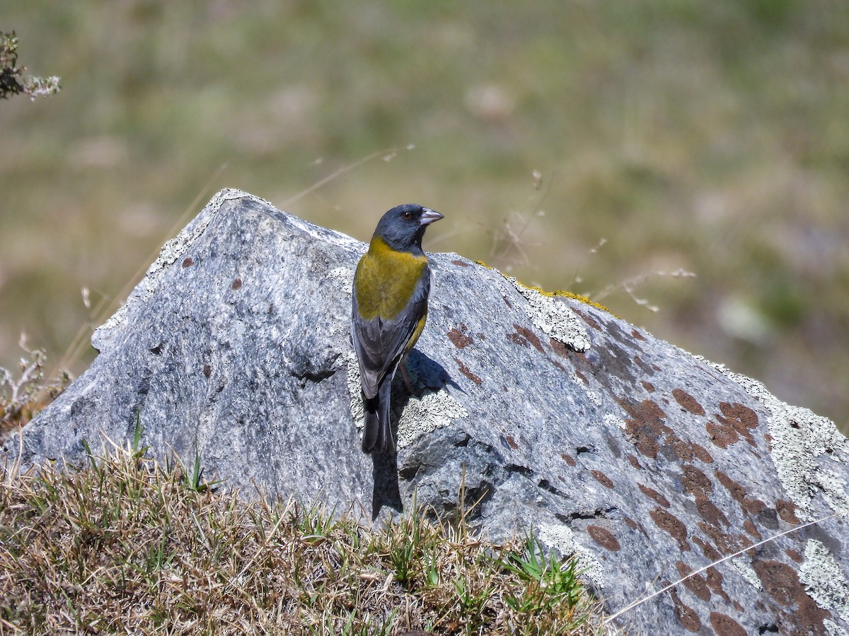 Phrygile du Pérou - ML636217692