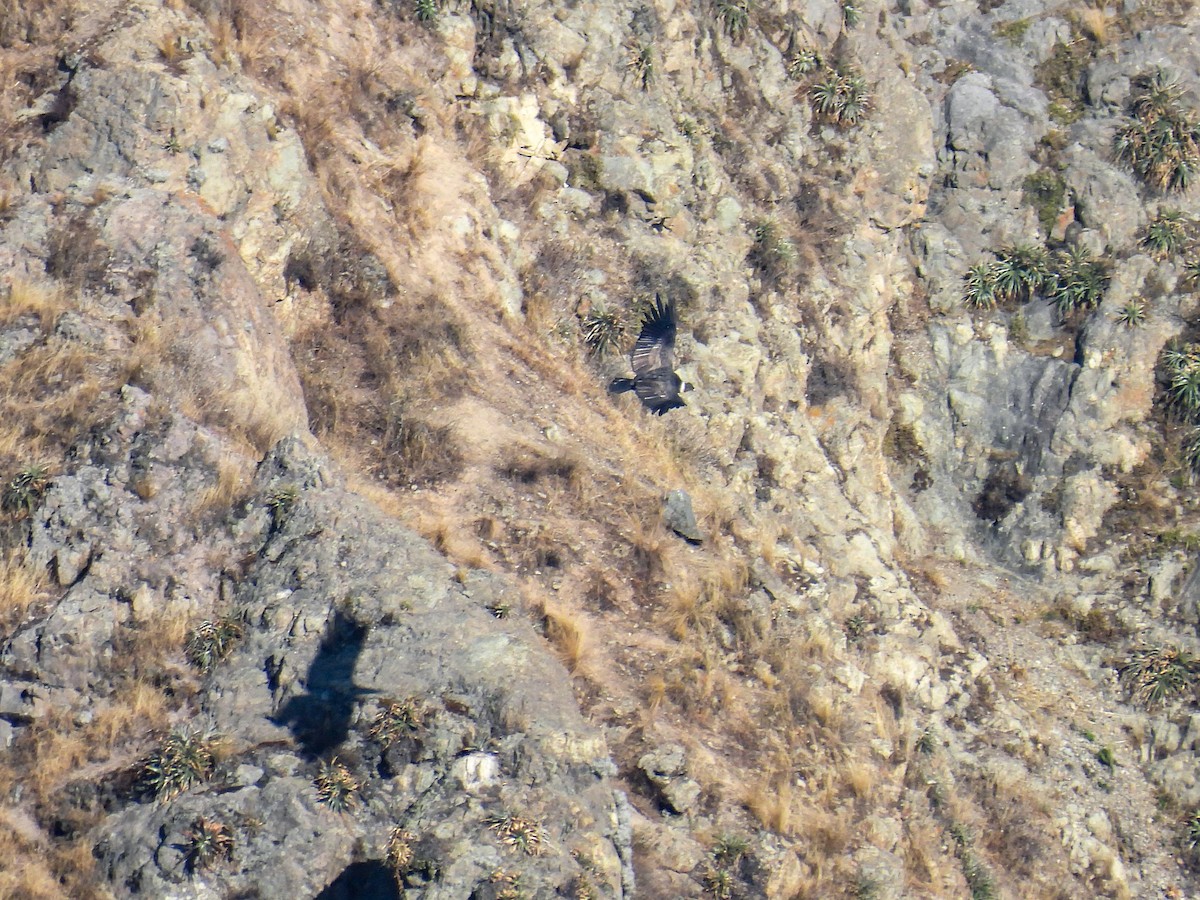 Condor des Andes - ML636217741