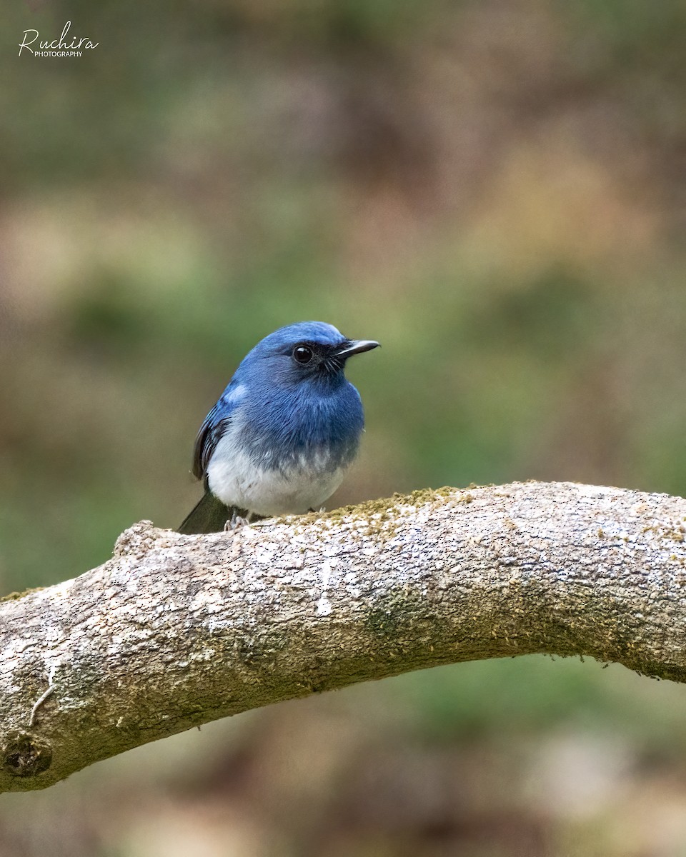White-bellied Blue Flycatcher - ML636217917