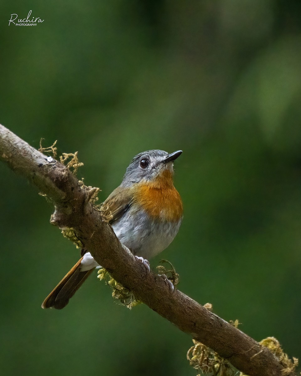 White-bellied Blue Flycatcher - ML636217918