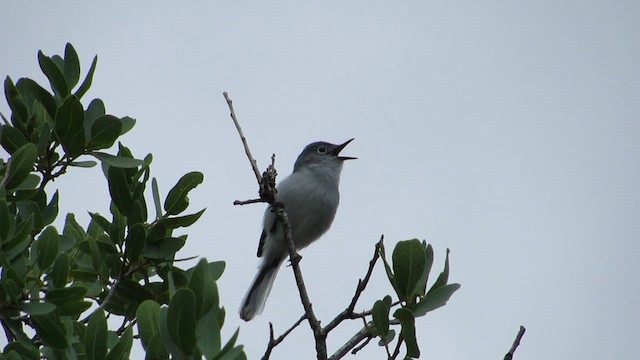 Blue-gray Gnatcatcher - ML636217924