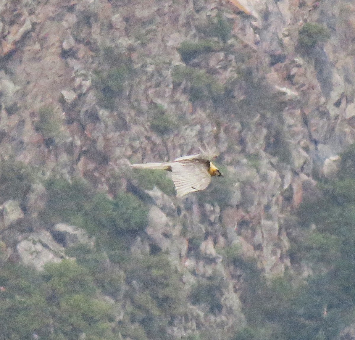 Bearded Vulture - ML636217935