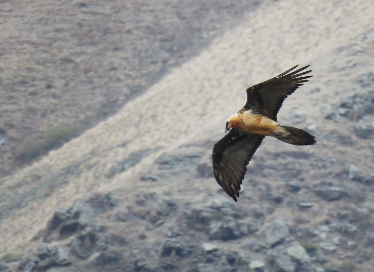 Bearded Vulture - ML636217936