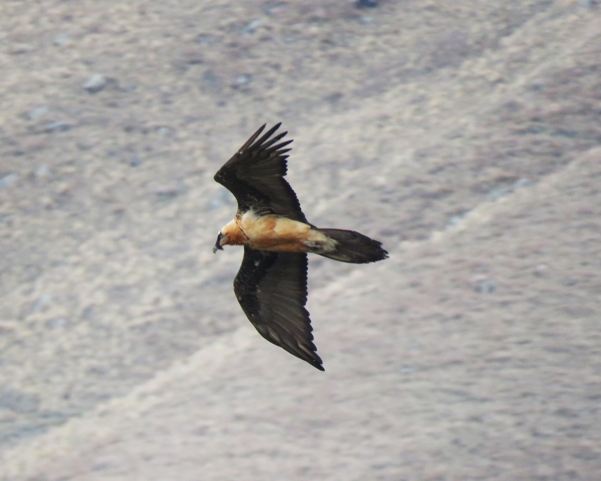 Bearded Vulture - ML636217937