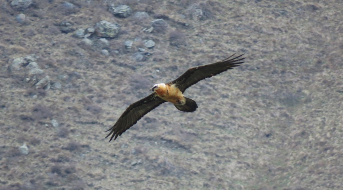 Bearded Vulture - ML636217938