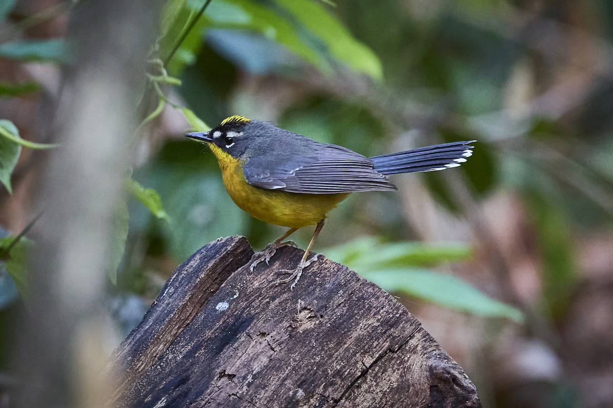 Fan-tailed Warbler - ML636218009