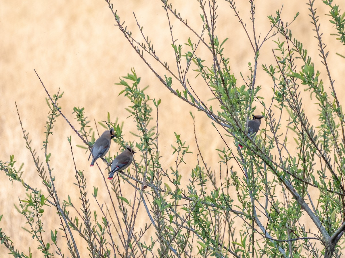 Japanese Waxwing - ML636218187